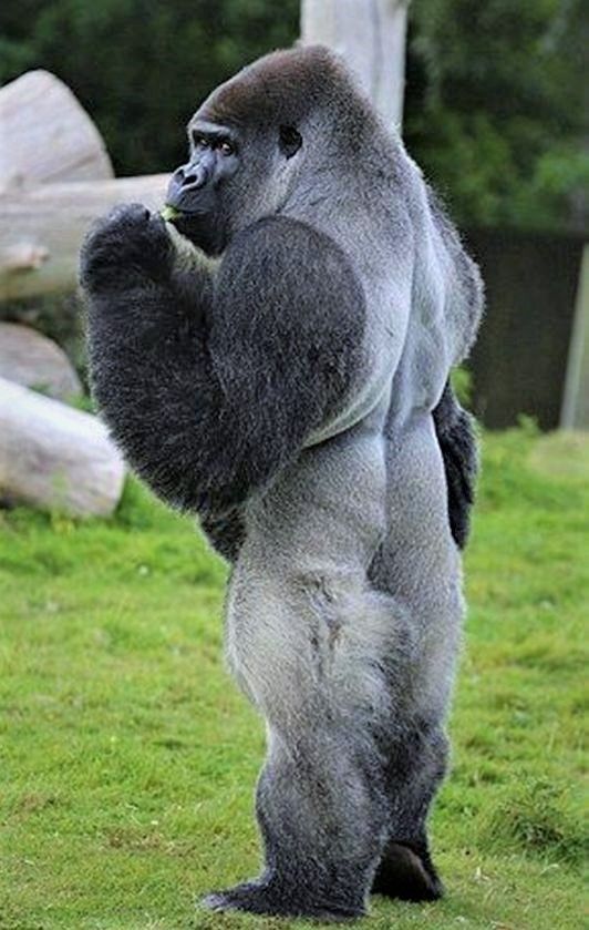 Available commodites fo sale